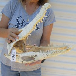 B-Grade 19" Florida Alligator Skull - $100