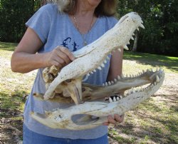 This is an Authentic 21 inch Florida Alligator Skull - Buy Now for $100