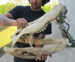 22 inch Florida Alligator Skull, available for sale $125