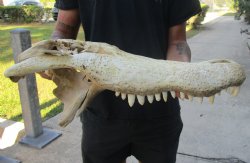 20 inch Florida Alligator TOP SKULL ONLY - For Sale for $50