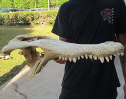 20 inch Florida Alligator TOP SKULL ONLY - For Sale for $60