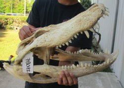 Buy this 20 inch Florida Alligator Skull for $100