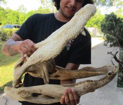 Buy this 21 inch Florida Alligator Skull for $100