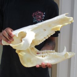 14" African Bushpig Skull - $125