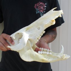 B-Grade 13" African Bushpig Skull - $95