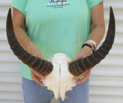 African Tsessebe skull plate with 14 inch horns - $55