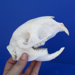 5-1/2" African Cape Porcupine Skull - $50