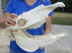 B-Grade 17-1/2" Zebra Skull - $75