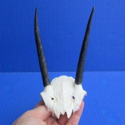 Steenbok Skull Plate with 4-1/2" Horns - $35