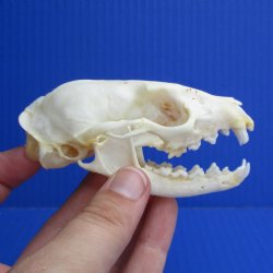 3-1/2" Large-Spotted Genet Skull - $40