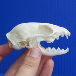 3" Large-Spotted Genet Skull - $35