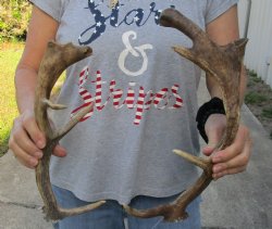 For Sale 2 pc lot Fallow Deer (Dama dama) horns/antlers 13 and 15 inches for $25/lot
