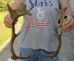 Buy Now Fallow Deer (Dama dama) horns/antlers 12 and 14 inches for $25/lot