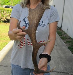 19 inch Fallow Deer (Dama dama) horn/antler, available for sale $22