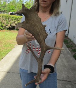 Authentic 22 inch Fallow Deer (Dama dama) horn/antler for sale $22