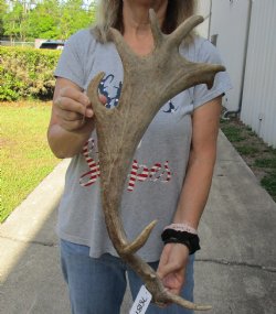 23 inch Fallow Deer (Dama dama) horn/antler for $22