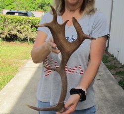 Genuine 19 inch Fallow Deer (Dama dama) horn/antler for sale $22