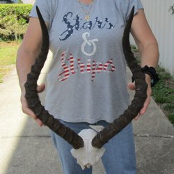 African Impala Skull Plate with 23" Horns - $55