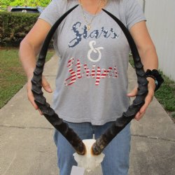 African Impala Skull Plate with 25" Horns - $55