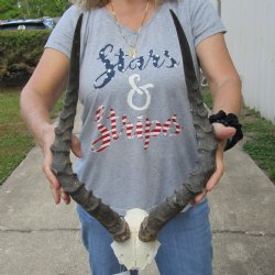 African Impala Skull Plate with 21" Horns - $55