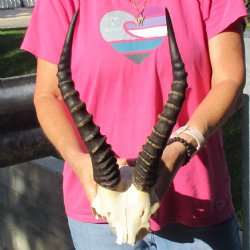 Male Blesbok Skull Plate with 14" Horns - $38