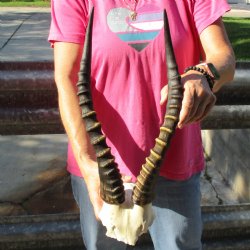 Male Blesbok Skull Plate with 16" Horns - $38