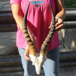 Male Blesbok Skull Plate with 14" Horns - $38