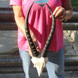 Female Blesbok Skull Plate with 14" Horns - $35