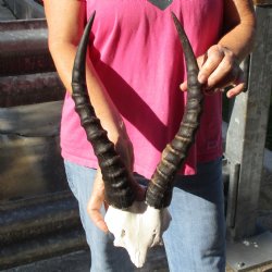 Male Blesbok Skull Plate with 14" Horns - $38