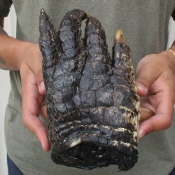 8" Preserved Alligator Foot - $25