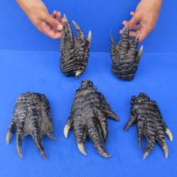5 Preserved Alligator Feet, 6" to 7" - $30