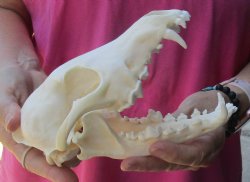 Real Nice  A-Grade Coyote skull 7-1/2 inches for sale for $50
