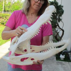 B-Grade 22" Florida Alligator Skull - $375