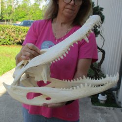 B-Grade 21" Florida Alligator Skull - $265