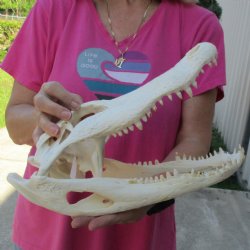 14" Florida Alligator Skull - $120
