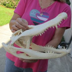 15" Florida Alligator Skull - $130