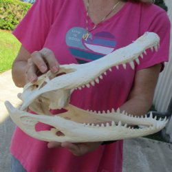 14" Florida Alligator Skull - $120