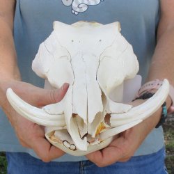 Craft Grade 11" African Warthog Skull with 3" Ivory Tusks - $65