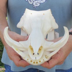 12" African Warthog Skull with 5" Ivory Tusks - $105