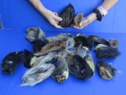 25 piece lot of Wild Boar ears measuring 4 to 6 inches long <font color=red>Special Price $20</font>
