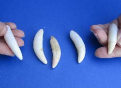 Real 5 pc lot Alligator teeth 2-1/2 to 2-7/8 inches - <font color=red>Special Price $15</font>