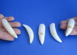 Authentic 5 pc lot Alligator teeth 2-1/2 to 2-7/8 inches - <font color=red>Special Price $15</font>