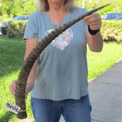 32" Female African Sable Horn - $50