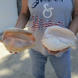 B-Grade 7-3/4" & 8-1/4" Pacific Giant Conchs - $25