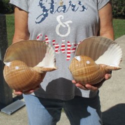 7" Tonna Shells, 2pc - $22