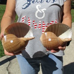 6" Tonna Shells, 2pc - $18