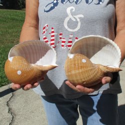 6" Tonna Shells, 2pc - $18