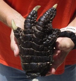 Buy this 7-1/2" Preserved Alligator Foot - $20
