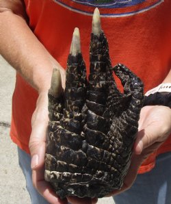 Buy this 8" Preserved Alligator Foot - $20