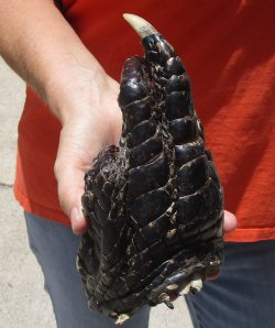 Authentic  8" Preserved Alligator Foot - $20